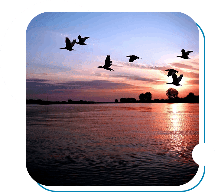 A flock of birds flying over the water at sunset.